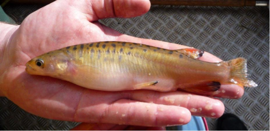 lakepedderfish